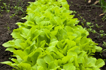 Young Green Lettuce Salad in Greenhouse