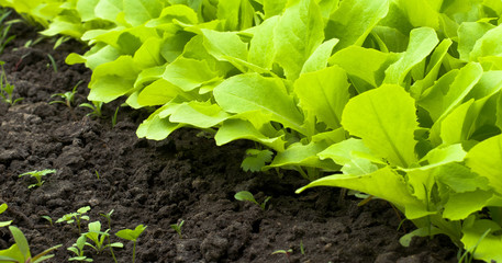 Young Green Lettuce Salad in Greenhouse