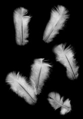 feathers on a black background