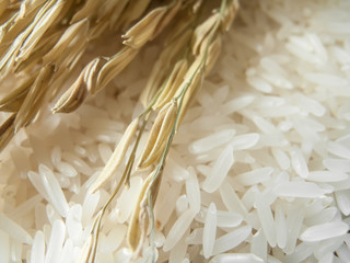 Close up marco rice plant  and white rice