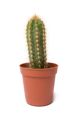 Cactus isolated on white background