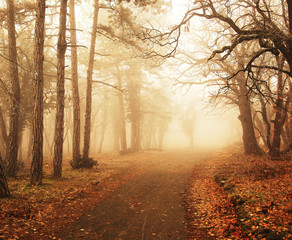 Misty forest in autumn with trees