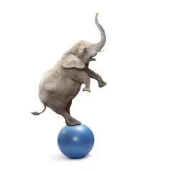 Zelfklevend Fotobehang Afrikaanse olifant olifant balanceren op een bal. © Kletr