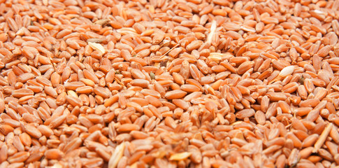 whole background of wheat grain