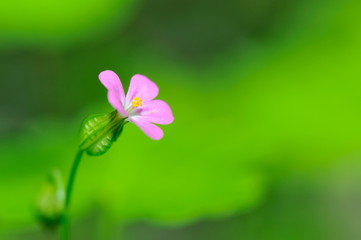 flower on field