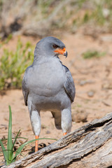 Pale Chanting Goshawk feeding on red sand dune among dry grass i