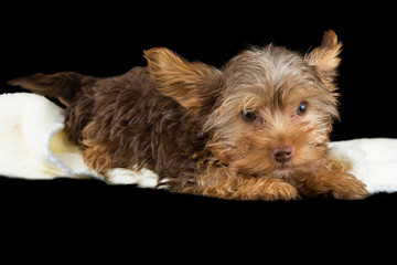 Cute brown Yorkshire terrier in a bed of white blanket against b