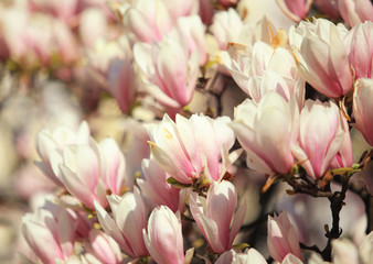 Beautiful pink magnolia blossom in spring
