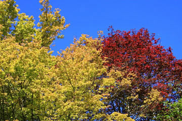 Fototapeta premium trees in summer