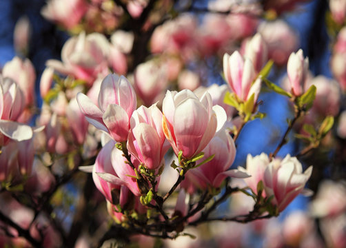 Fototapeta Beautiful pink magnolia blossom in spring