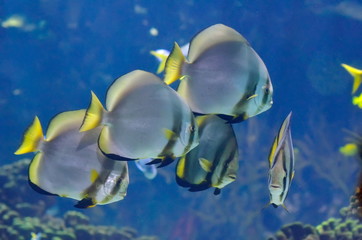 Obraz premium underwater image of tropical fishes