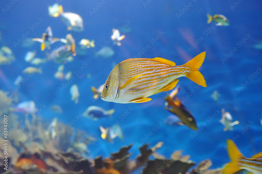 Wall mural underwater image of tropical fish