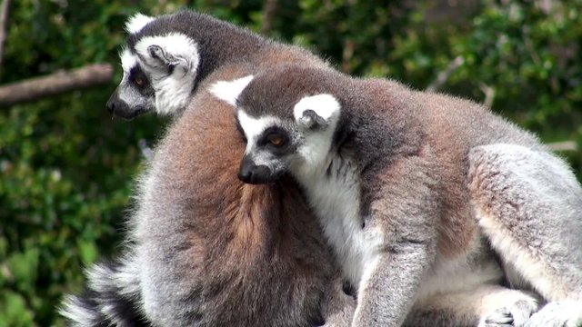 Two Ring-tailed lemurs Grooming.