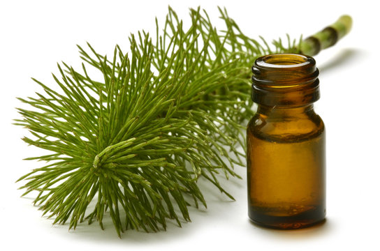 Equisetum Horsetail Equiseto Schachtelhalme שבטבט