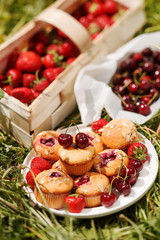 summer muffins