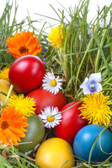  Easter eggs in the grass and flowers