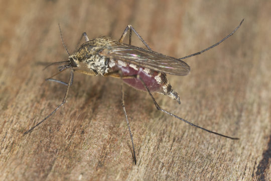 Blood filled mosquito on wood