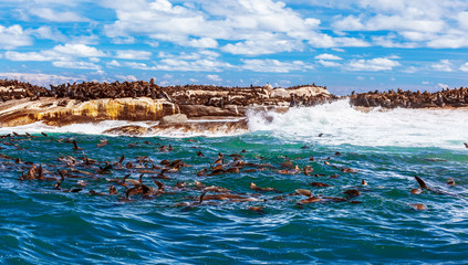 Wild South African seals