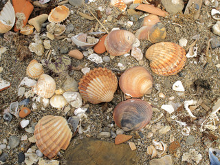 Seashells in the sand