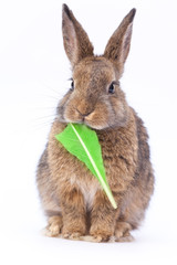 Fototapeta premium Easter