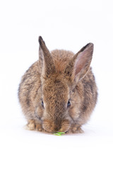 Obraz premium Easter