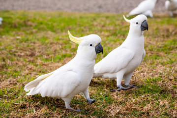 Sulphur Crested Cockatoo waiting for prey