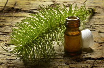 Equisetum Horsetail Code di cavallo Schachtelhalme שבטבט