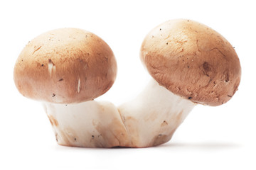 Two mushrooms on white background