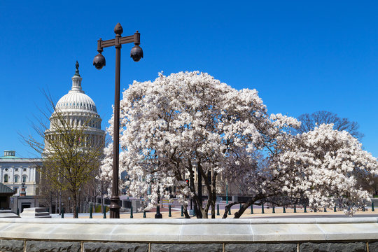 Blooming trees and Capitol Building in spring, Washinton DC