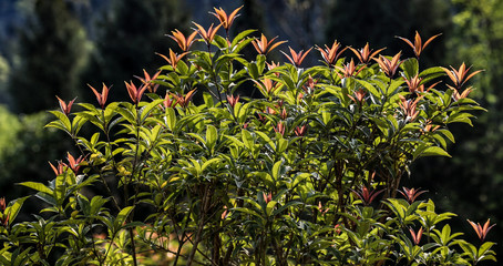 young trees in the countryside in china
