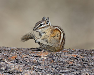Chipmunk holding tail