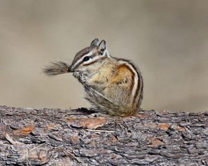 Chipmunk grooming tail