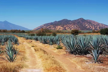 Crédence en verre imprimé Mexique Paysage tequila mexique