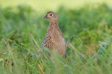 Pheasant - female