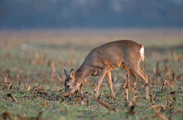Roe deer