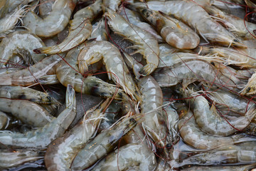 Fresh Shrimp   on the market for sale