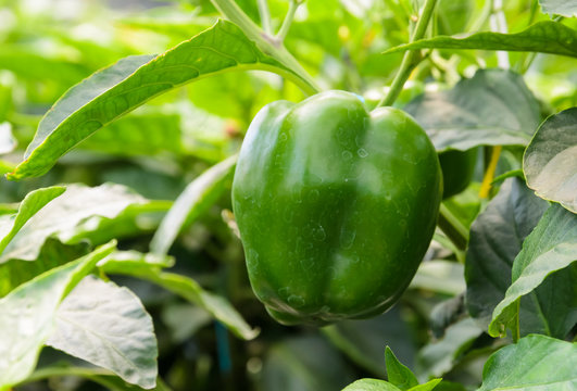Green bell pepper plant