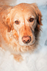 Golden Retriever Looking at Camera