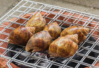 Grilled spotted babylon on Charcoal stove