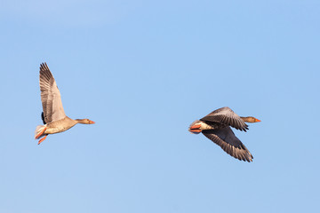 Greylag goose