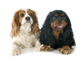 two cavalier king charles