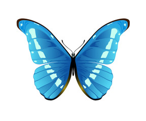 Blue butterfly on a white background