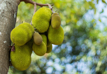 A tree branch full of jack fruits
