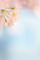 Small sakura blossom tree blooming with empty blue background - 63953213