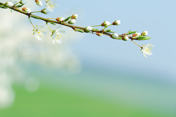 Blooming tree branch with blurred background