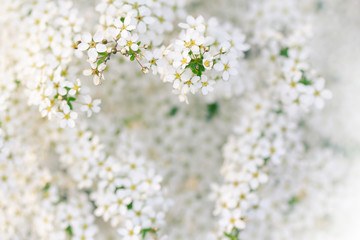 Blooming white blossoms resembling a heart shape