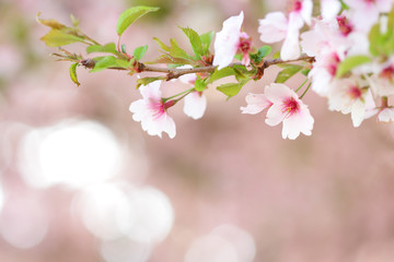 Sakura branch blooming in spring  with blurred background