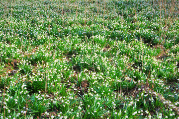 Fototapeta premium Thousands of Spring Snowflakes flowers in a meadow
