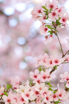 Pink springtime sakura blossoms with a blurred background