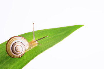 Garden snail on green leaf isolated white
